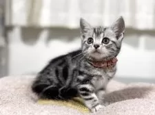 アメリカンショートヘア【神奈川県・女の子・2025年7月31日・シルバータビー】の写真14