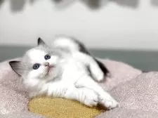 ラグドール【神奈川県・男の子・2025年4月24日・シールポイントバイカラー】の写真11