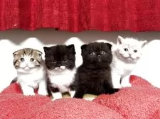 スコティッシュフォールド(立ち耳)【神奈川県・男の子・2025年9月19日・クリーム&ホワイト】の写真14