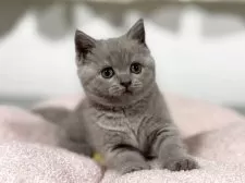 ブリティッシュショートヘア【神奈川県・女の子・2025年4月13日・ライラック】の写真3