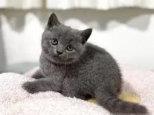 ブリティッシュショートヘア【神奈川県・男の子・2025年4月13日・ブルー】の写真8