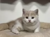 スコティッシュフォールド(立ち耳)【神奈川県・男の子・2025年2月21日・クリームタビー&ホワイト】の写真3