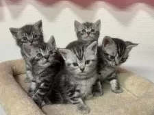 アメリカンショートヘア【神奈川県・男の子・2025年3月15日・シルバータビー】の写真15