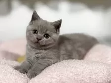 ブリティッシュショートヘア【神奈川県・女の子・2025年4月13日・ライラック】の写真4