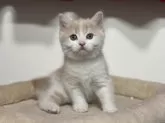 スコティッシュフォールド(立ち耳)【神奈川県・男の子・2025年2月21日・クリームタビー&ホワイト】の写真2