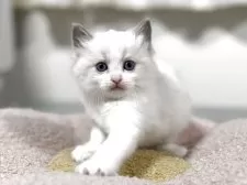 ラグドール【神奈川県・女の子・2025年10月13日・ブルーポイントバイカラー】の写真15