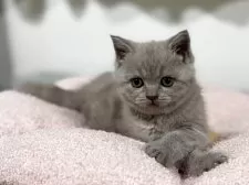 ブリティッシュショートヘア【神奈川県・女の子・2025年4月13日・ライラック】の写真8