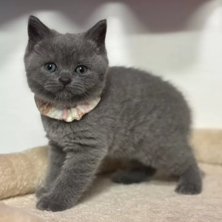 ID：2502-01949の子猫