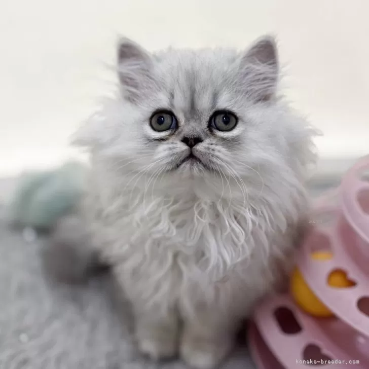 ID：2505-03781の子猫