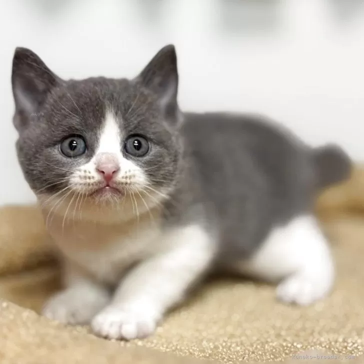 ID:2508-03229の子猫