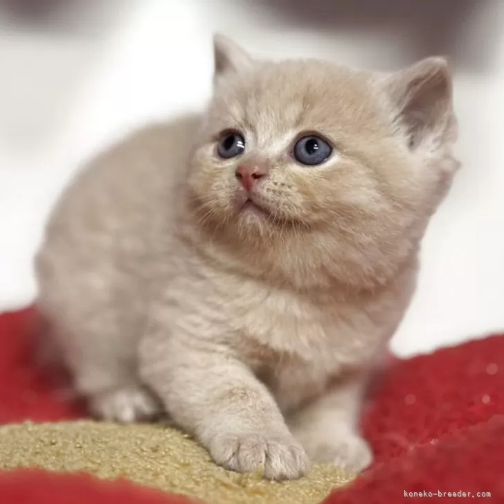 ID：2511-00628の子猫