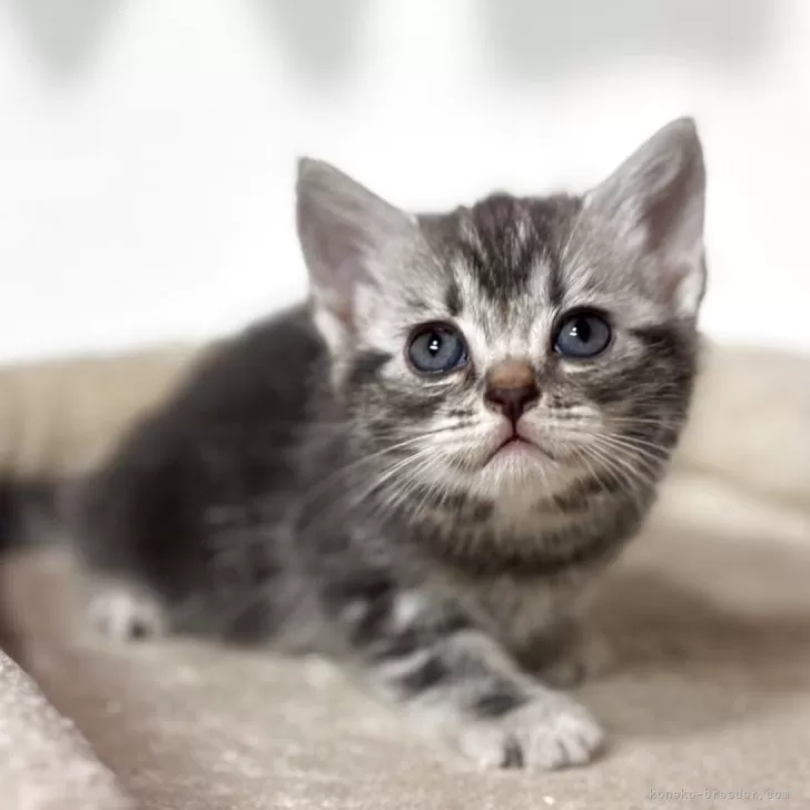 なたまめ 様のお迎えした子猫