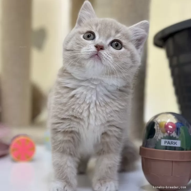 ID：2412-01836の子猫
