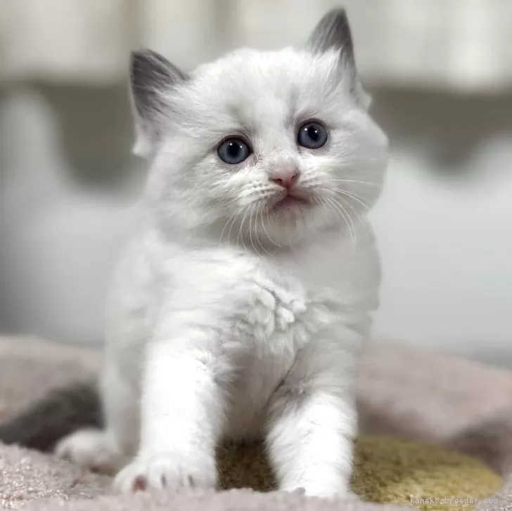 ラグドール【神奈川県・女の子・2025年10月13日・ブルーポイントバイカラー】の写真1