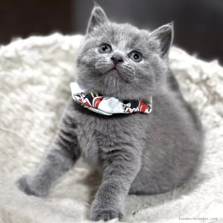 ID:2507-00183の子猫