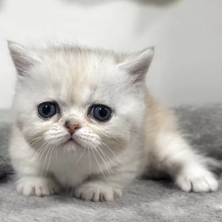 ミヌエット(短足)【神奈川県・女の子・2025年11月5日・ダイリュートキャリコ】の写真1