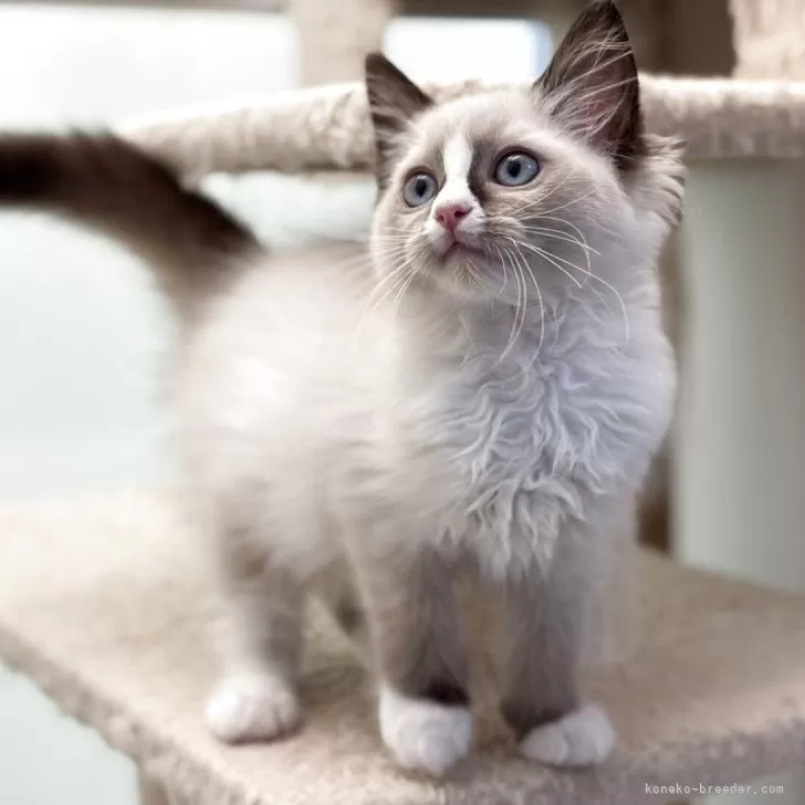 ID:2505-03043の子猫