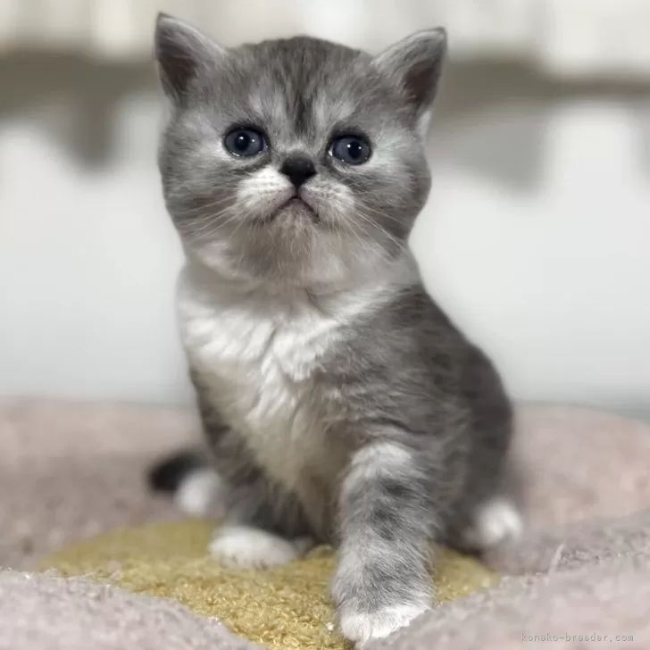 ミヌエット(長足)【神奈川県・女の子・2025年11月5日・シルバータビー&amp;ホワイト】の写真1