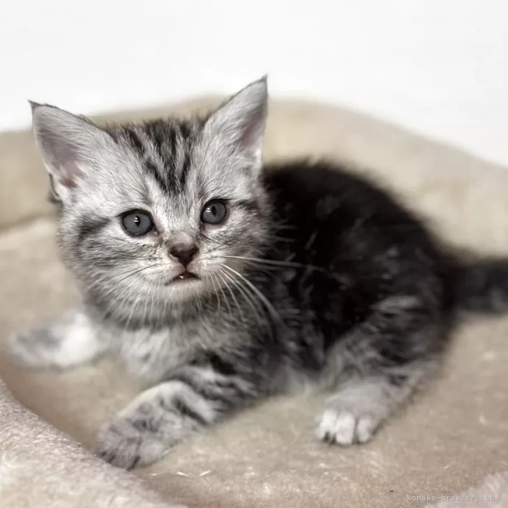 ID：2504-02354の子猫