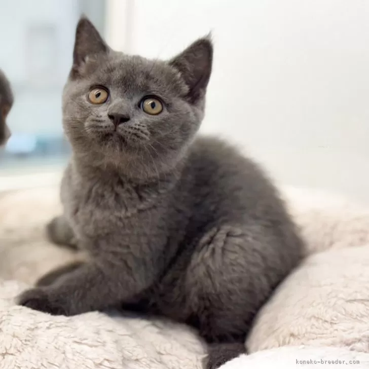 ID:2507-00181の子猫