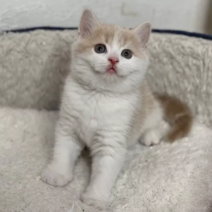 スコティッシュフォールド(立ち耳)【神奈川県・男の子・2025年2月21日・クリームタビー&amp;ホワイト】の写真1