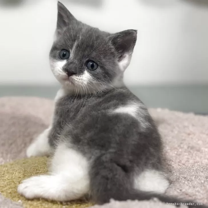 スコティッシュフォールド(立ち耳)【神奈川県・男の子・2025年11月4日・ブルータビー&amp;ホワイト】の写真1