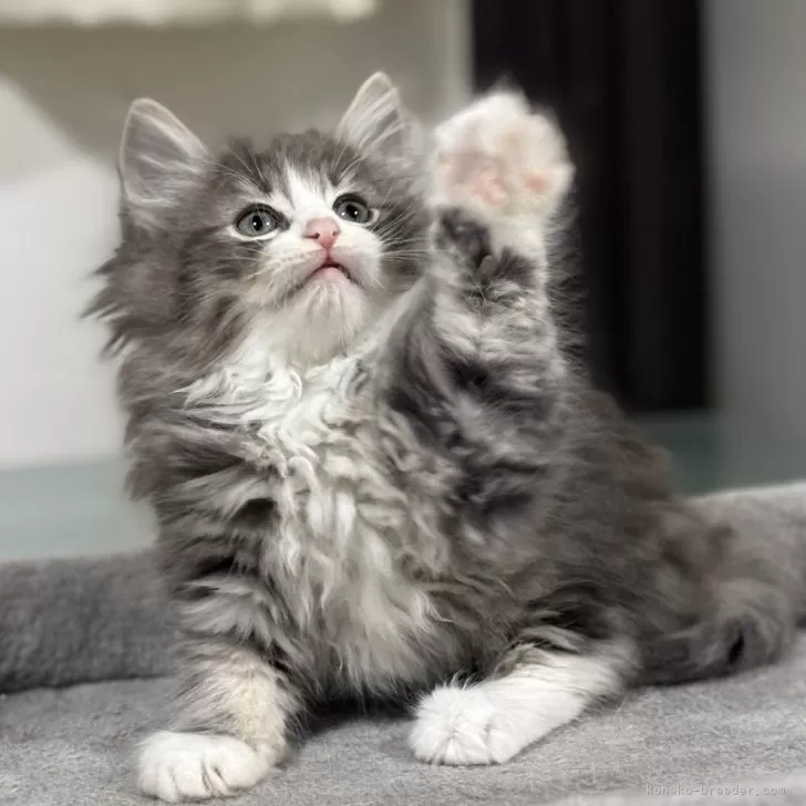 ID：2604-01686の子猫