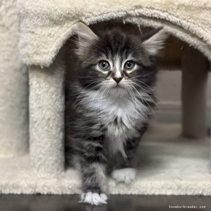 ID：2503-02219の子猫