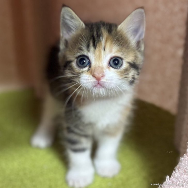 343イギリス買い付け猫の顔型金属製小物入れ重いブロンズ風 バリ猫 ブロンズ像 アジアン オブジェ 置物 高さ48.5cm