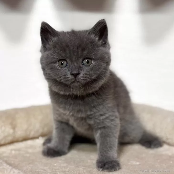 ID:2504-02130の子猫
