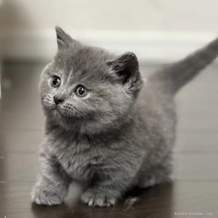 ID:2412-01838の子猫