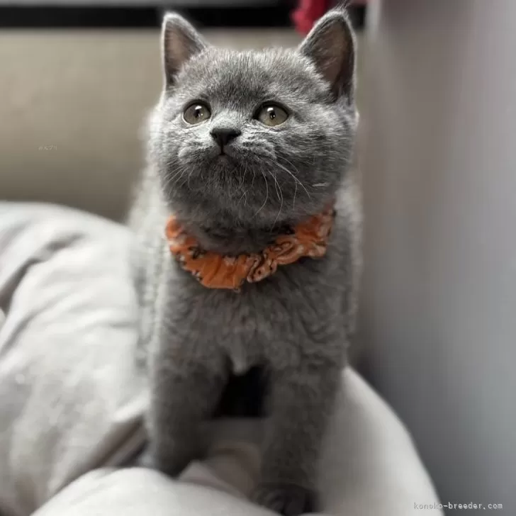 ID:2502-01948の子猫