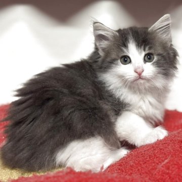 ノルウェージャンフォレストキャット【神奈川県・女の子・2025年10月3日・ブルータビー&ホワイト】の写真「【特選🎖️】ブルーカラーの可愛い女の子💕」