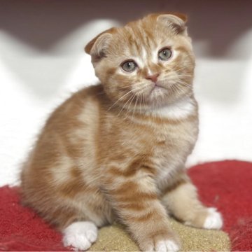 スコティッシュフォールド(折れ耳)【神奈川県・男の子・2025年10月20日・レッドタビー&ホワイト】の写真「しっかりしたタビー柄が目立ち度UP‼️」