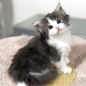 ノルウェージャンフォレストキャット【神奈川県・女の子・2025年10月3日・ブルータビー&ホワイト】の写真「上品さマシマシのブルーカラーの可愛い女の子💕」