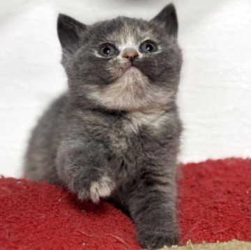 ブリティッシュショートヘア【神奈川県・女の子・2025年11月27日・ブルークリーム】の写真「大人気露伴パパの血統です♪可愛いさ抜群です‼️」