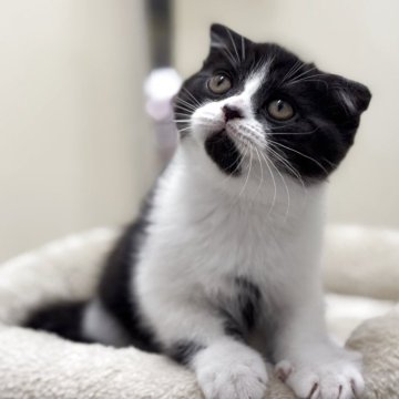 スコティッシュフォールド(折れ耳)【神奈川県・男の子・2025年8月23日・ブラックスモークタビー&ホワイト】の写真「殆ど黒色に近いですよ〜」