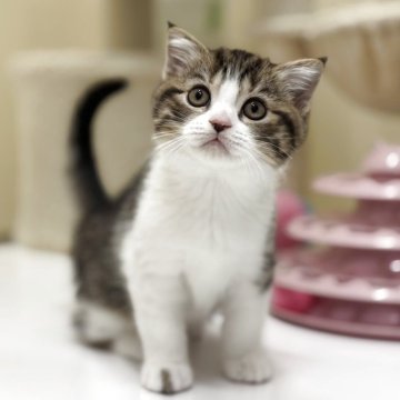 スコティッシュフォールド(立ち耳)【神奈川県・男の子・2025年8月23日・ブラウンマッカレルタビー&ホワイト】の写真「ワイルドな柄で存在感UP‼️」