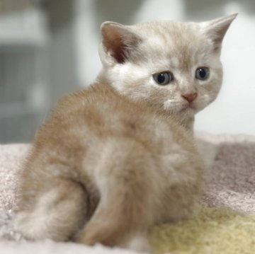 スコティッシュフォールド(立ち耳)【神奈川県・男の子・2025年11月4日・クリームタビー】の写真「ちょっぴり下ぶくれのお顔がキュート💕」