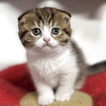 スコティッシュフォールド(折れ耳)【神奈川県・女の子・2025年9月19日・ブラウンタビー&ホワイト】の写真「【happy price💕】折れ耳の可愛い子ちゃん」