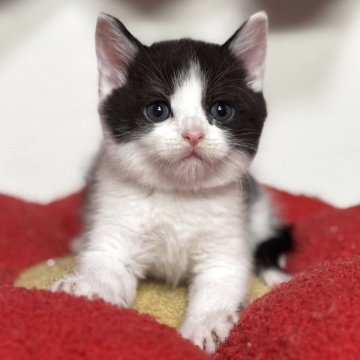 スコティッシュフォールド(立ち耳)【神奈川県・男の子・2025年9月20日・ブラック&ホワイト】の写真「【happy price💕】ハチワレ柄の黒猫さん」