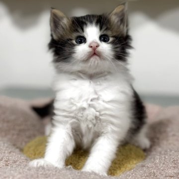 ノルウェージャンフォレストキャット【神奈川県・女の子・2025年10月3日・ブラウンタビー&ホワイト】の写真「女の子らしいお顔の小振りなノルジャンです💕」