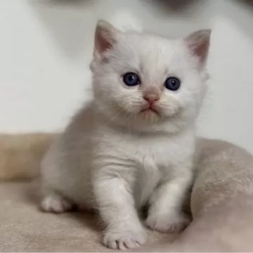 子猫ちゃん マンチカン(短足)【神奈川県・男の子・2025年1月20日・レッド