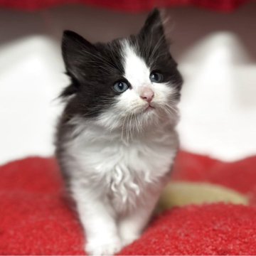 ノルウェージャンフォレストキャット【神奈川県・女の子・2025年10月7日・ブラック&ホワイト】の写真「ノルジャンでは珍しい白黒のハチワレちゃんですよ💕」