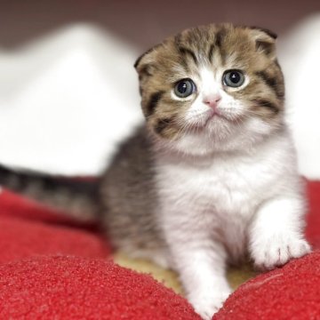 スコティッシュフォールド(折れ耳)【神奈川県・女の子・2025年9月19日・ブラウンタビー&ホワイト】の写真「【happy price💕】折れ耳の可愛い子ちゃん」