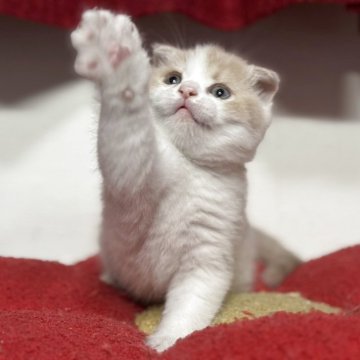 スコティッシュフォールド(折れ耳)【神奈川県・男の子・2025年10月13日・クリーム&ホワイト】の写真「お耳が小ちゃくて可愛らしいですね♪」