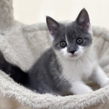 スコティッシュフォールド(立ち耳)【神奈川県・男の子・2025年11月4日・ブルータビー&ホワイト】の写真「パンチのあるお顔が印象度UP‼️」