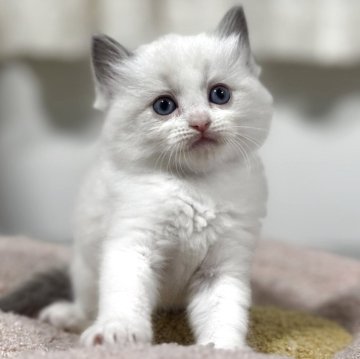 ラグドール【神奈川県・女の子・2025年10月13日・ブルーポイントバイカラー】の写真「【Black Friday💰】文句なしの可愛さです」