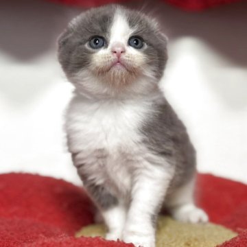 スコティッシュフォールド(折れ耳)【神奈川県・男の子・2025年10月1日・ブルー&ホワイト】の写真「ぺったり折れたお耳が堪らなく可愛い男の子💕」