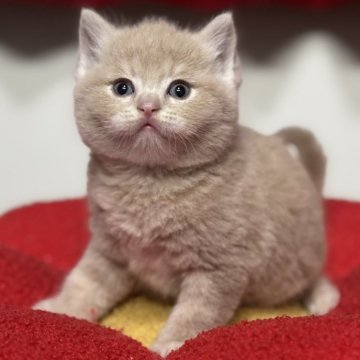 マンチカン(長足)【神奈川県・男の子・2025年8月28日・クリーム】の写真「【決算特別価格‼️】ピンクのお鼻とまん丸お顔が💕」